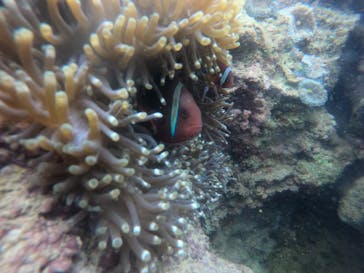 武藤潜水に投稿された画像（2022/5/16）