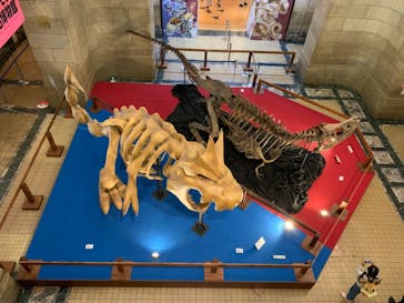 国立科学博物館　特別企画展「ポケモン化石博物館」に投稿された画像（2022/5/16）