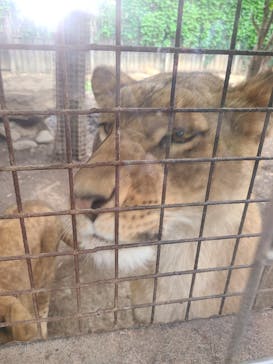 群馬サファリパークに投稿された画像（2022/5/16）