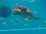 沖縄美ら海水族館に投稿された画像（2022/5/16）