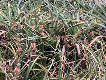 ナゴパイナップルパークに投稿された画像（2022/5/16）