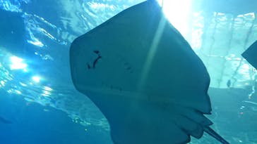 沖縄美ら海水族館に投稿された画像（2022/5/16）