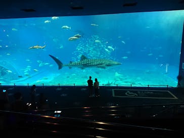 沖縄美ら海水族館に投稿された画像（2022/5/16）
