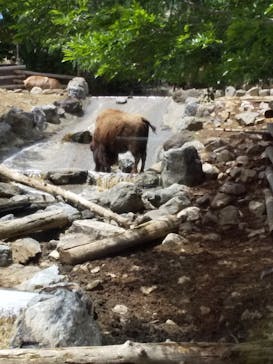 群馬サファリパークに投稿された画像（2022/5/16）