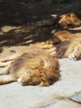 群馬サファリパークに投稿された画像（2022/5/16）