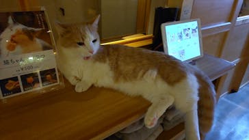 猫カフェモカ　新宿店に投稿された画像（2022/5/16）