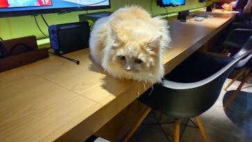 猫カフェモカ　新宿店に投稿された画像（2022/5/16）