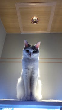 猫カフェモカ　新宿店に投稿された画像（2022/5/16）