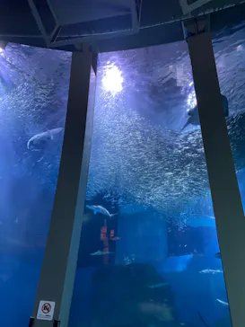 横浜・八景島シーパラダイスに投稿された画像（2022/5/16）