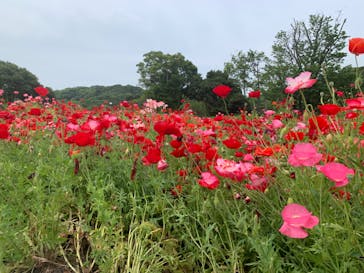 淡路ファームパーク イングランドの丘に投稿された画像（2022/5/16）