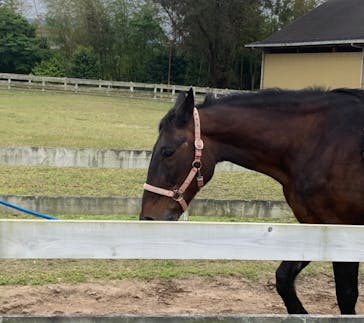 淡路ファームパーク イングランドの丘に投稿された画像（2022/5/16）