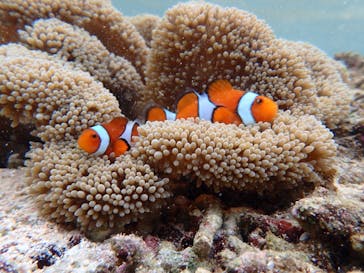 石垣島 ADVENTURE PiPi（イシガキジマアドベンチャーピピ）に投稿された画像（2022/5/16）