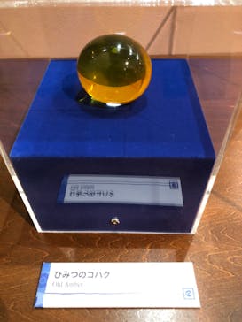 国立科学博物館　特別企画展「ポケモン化石博物館」に投稿された画像（2022/5/17）