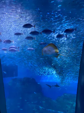 横浜・八景島シーパラダイスに投稿された画像（2022/5/17）