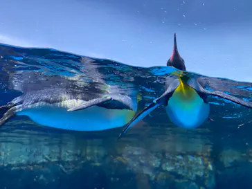 横浜・八景島シーパラダイスに投稿された画像（2022/5/17）