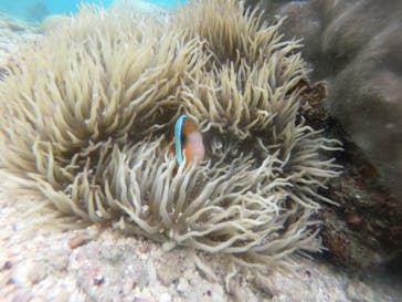 武藤潜水に投稿された画像（2022/5/17）