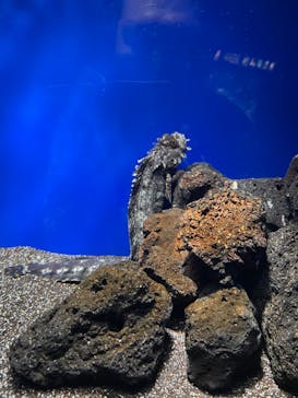 サンシャイン水族館に投稿された画像（2022/5/17）