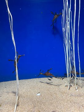 サンシャイン水族館に投稿された画像（2022/5/17）