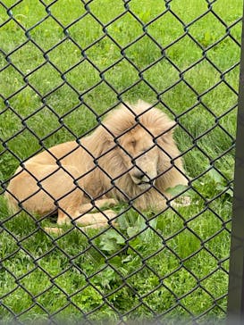 那須サファリパークに投稿された画像（2022/5/17）