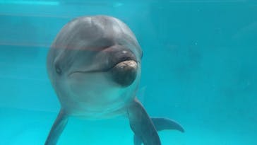 下田海中水族館に投稿された画像（2022/5/17）