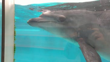 下田海中水族館に投稿された画像（2022/5/17）