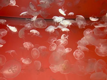 アクアワールド茨城県大洗水族館に投稿された画像（2022/5/17）