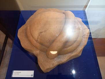 国立科学博物館　特別企画展「ポケモン化石博物館」に投稿された画像（2022/5/17）