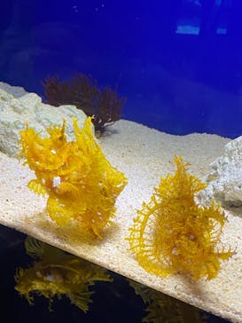 サンシャイン水族館に投稿された画像（2022/5/17）