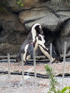 サンシャイン水族館に投稿された画像（2022/5/17）