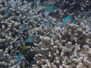 石垣島 ADVENTURE PiPi（イシガキジマアドベンチャーピピ）に投稿された画像（2022/5/17）