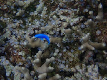 石垣島 ADVENTURE PiPi（イシガキジマアドベンチャーピピ）に投稿された画像（2022/5/17）