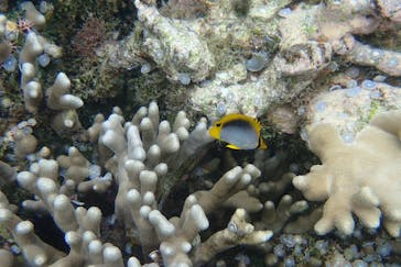 石垣島 ADVENTURE PiPi（イシガキジマアドベンチャーピピ）に投稿された画像（2022/5/17）