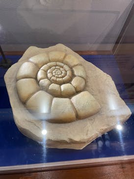 国立科学博物館　特別企画展「ポケモン化石博物館」に投稿された画像（2022/5/17）