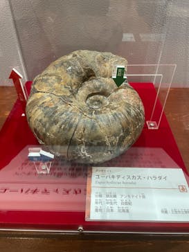 国立科学博物館　特別企画展「ポケモン化石博物館」に投稿された画像（2022/5/17）