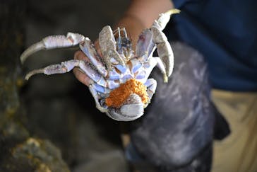 石垣島 ADVENTURE PiPi（イシガキジマアドベンチャーピピ）に投稿された画像（2022/5/17）