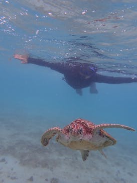 宮古島 ADVENTURE PiPi（ミヤコジマ アドベンチャー ピピ）に投稿された画像（2022/5/17）