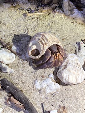 石垣島 ADVENTURE PiPi（イシガキジマアドベンチャーピピ）に投稿された画像（2022/5/17）