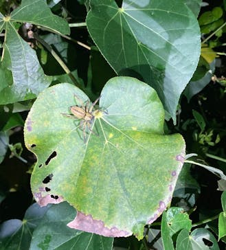 石垣島 ADVENTURE PiPi（イシガキジマアドベンチャーピピ）に投稿された画像（2022/5/17）