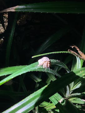 石垣島 ADVENTURE PiPi（イシガキジマアドベンチャーピピ）に投稿された画像（2022/5/17）