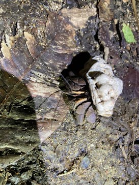 石垣島 ADVENTURE PiPi（イシガキジマアドベンチャーピピ）に投稿された画像（2022/5/17）