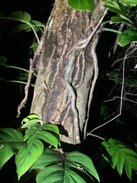 石垣島 ADVENTURE PiPi（イシガキジマアドベンチャーピピ）に投稿された画像（2022/5/17）