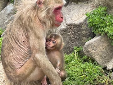 島めぐり観光バスに投稿された画像（2022/5/17）