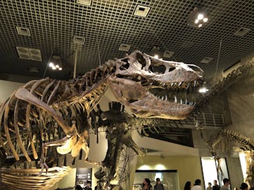 国立科学博物館に投稿された画像（2022/5/17）