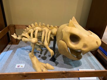 国立科学博物館　特別企画展「ポケモン化石博物館」に投稿された画像（2022/5/18）