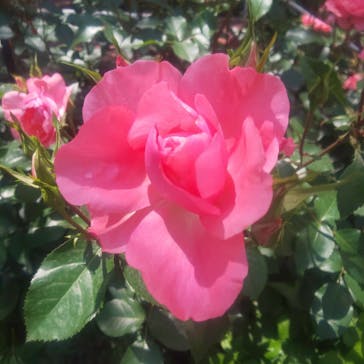 西武園ゆうえんちに投稿された画像（2022/5/18）