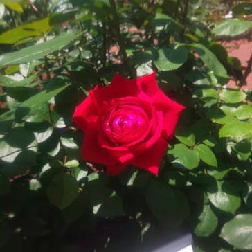 西武園ゆうえんちに投稿された画像（2022/5/18）