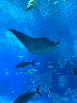 沖縄美ら海水族館に投稿された画像（2022/5/18）