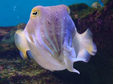 沖縄美ら海水族館に投稿された画像（2022/5/18）