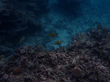 石垣島 ADVENTURE PiPi（イシガキジマアドベンチャーピピ）に投稿された画像（2022/5/18）