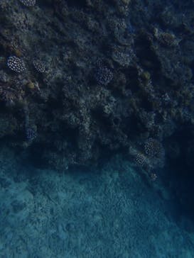 石垣島 ADVENTURE PiPi（イシガキジマアドベンチャーピピ）に投稿された画像（2022/5/18）